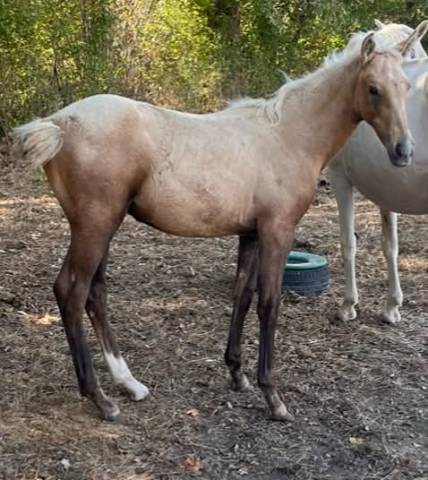 Potro Silla Franc&eacute;s En venta 2026 Palomino