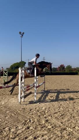 Caballo castrado salto 2021