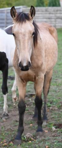 Yegua Lusitano En venta 2025 Isabelo