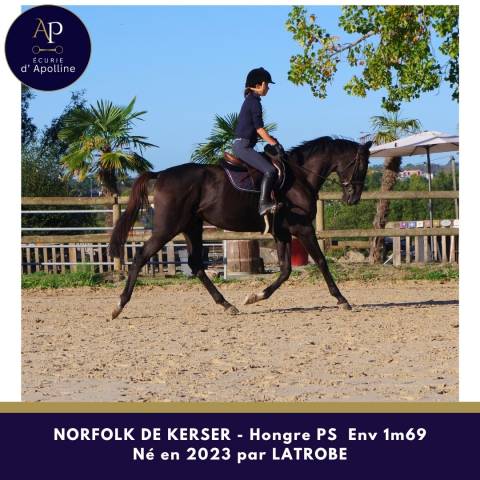 Caballo castrado Pura Sangre En venta 2023 Bayo moreno por LATROBE