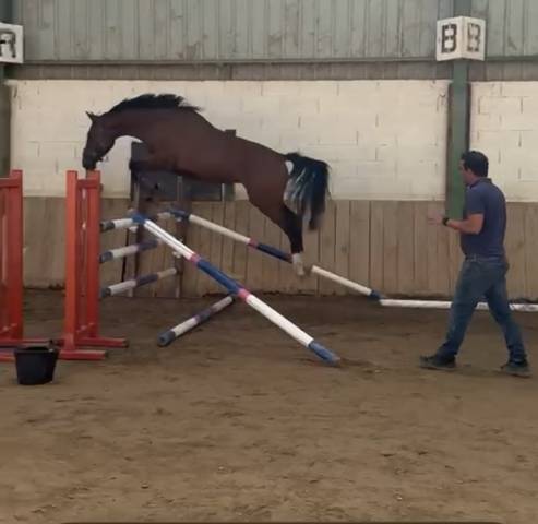 Caballo entero Silla Franc&eacute;s En venta 2023 Bayo por CANTURO