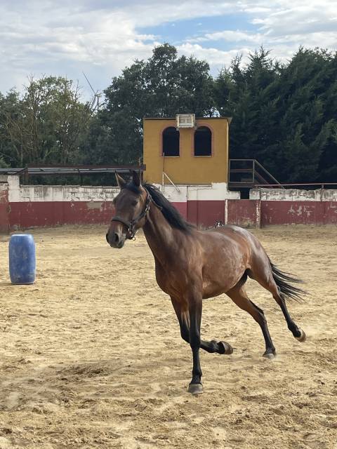 Yegua casta&ntilde;a 6 a&ntilde;os