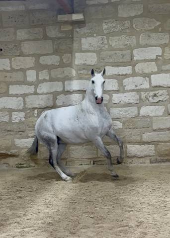 Yegua de ganader&iacute;a Lusitano En venta 2013 Tordo por Riopele SSC