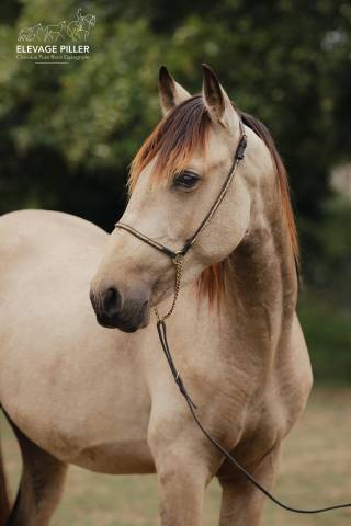 Caballo entero PRE Pura Raza Espa&ntilde;ola En venta 2024 Isabelo