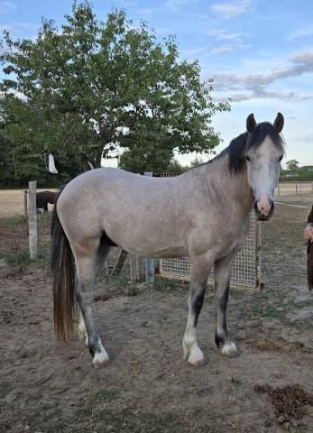 Caballo entero PFS Poni Fran&ccedil;&eacute;s de Silla En venta 2022 Tordo por IDIVADAHO DE BLONDE PFSS