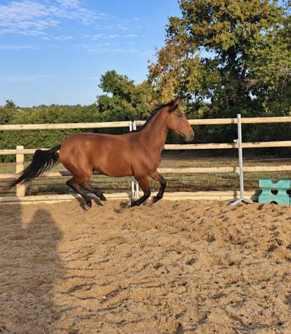 Caballo castrado Trot&oacute;n Franc&eacute;s En venta 2022 Bayo