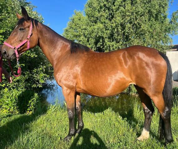 Yegua de ganader&iacute;a Silla Franc&eacute;s En venta 2010 Bayo