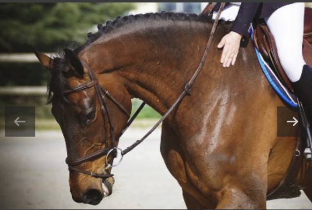 Yegua de ganader&iacute;a Silla Franc&eacute;s En venta 2013 Bayo