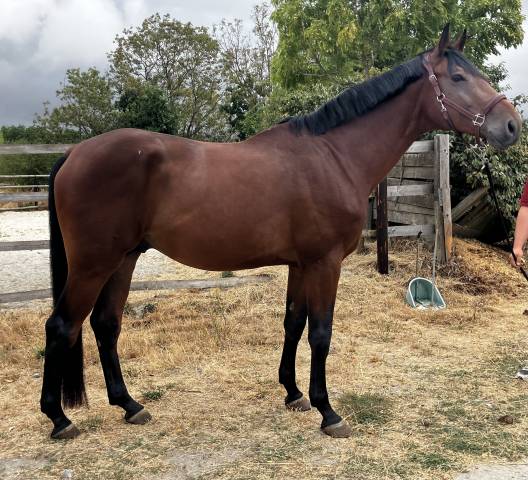 Caballo castrado Silla Franc&eacute;s En venta 2022 Bayo por Chacoon Blue