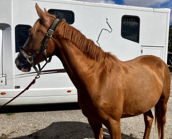 Yegua PFS Poni Fran&ccedil;&eacute;s de Silla En venta 2023 Alaz&aacute;n