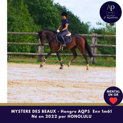 Caballo castrado AQPS En venta 2022 Bayo