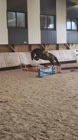 Caballo castrado PFS Poni Fran&ccedil;&eacute;s de Silla En venta 2023 Bayo