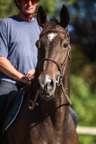 Caballo castrado Pura Sangre En venta 2017 Bayo moreno