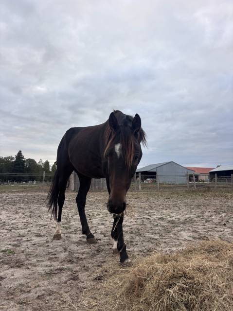 Caballo castrado Trot&oacute;n Franc&eacute;s En venta 2022 Bayo moreno