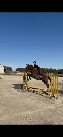 Caballo castrado Pura Sangre En venta 2021 Bayo