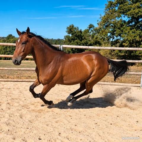 Caballo castrado Trot&oacute;n Franc&eacute;s En venta 2021 Bayo