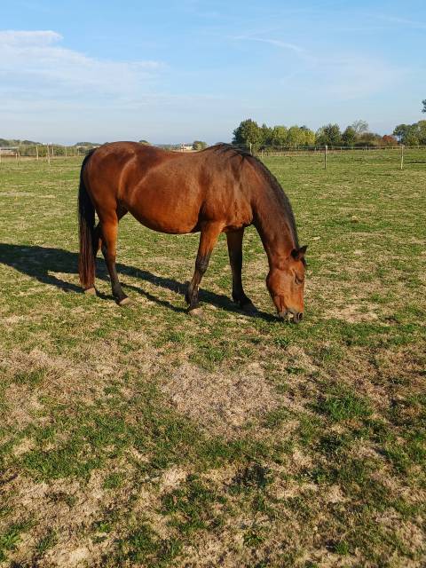 Yegua PFS Poni Fran&ccedil;&eacute;s de Silla En venta 2008 Bayo por RASMUS SL