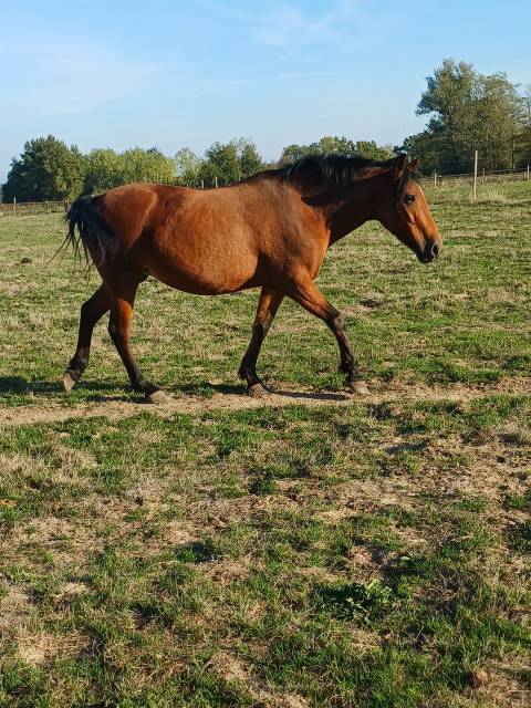 Yegua New Forest En venta 2012 Bayo por KANTJE S RONALDO*SL