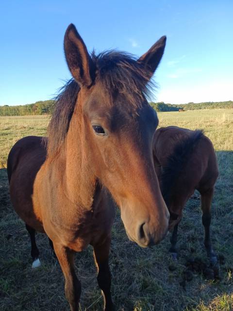 Caballo entero New Forest En venta 2026 Bayo por ROB ROY DU GARON