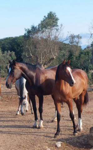 Potranca Cheval de Selle Italien En venta 2025 Bayo