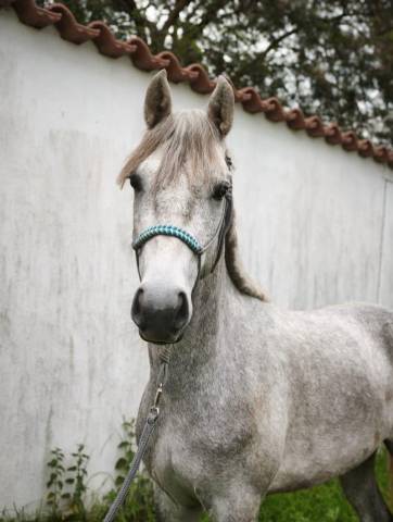 Caballo castrado Connemara En venta 2023 Tordo por Cloon Eile Cashel