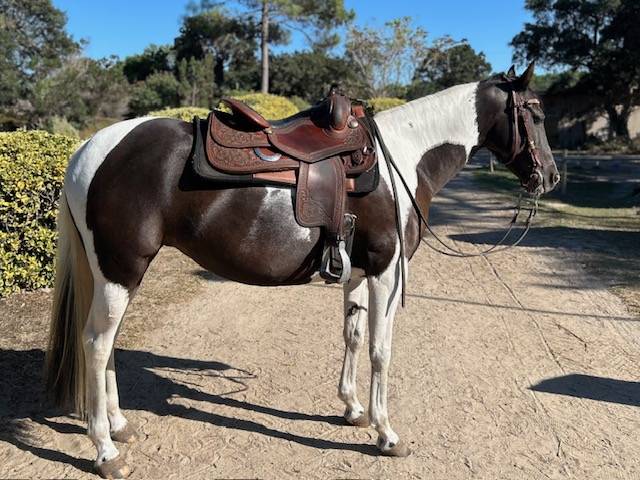 Yegua Azteca En venta 2017 Pinto