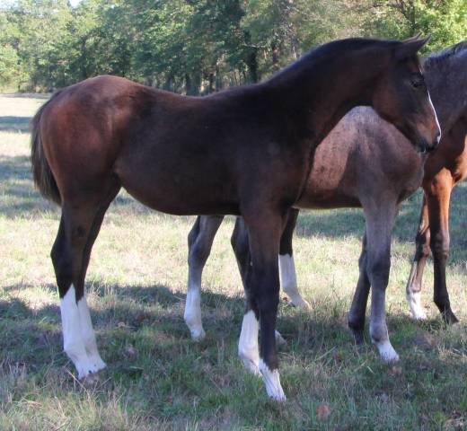 Potranca Silla Franc&eacute;s En venta 2026 Bayo moreno