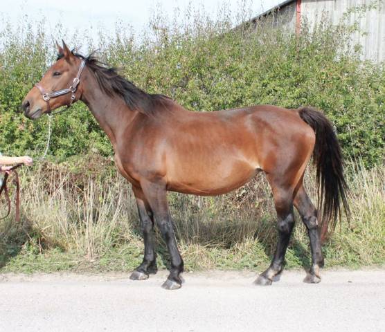 Yegua de ganader&iacute;a Silla Franc&eacute;s En venta 2017 Bayo por ILVIEN DES MIELLES
