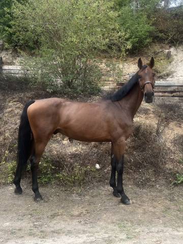 Caballo castrado Zangersheide En venta 2019 Bayo