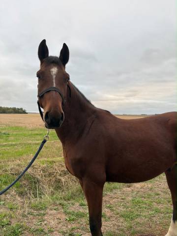 Caballo castrado Origine Constat&eacute;e En venta 2023 Bayo por ETOILE D HARDY (NF)