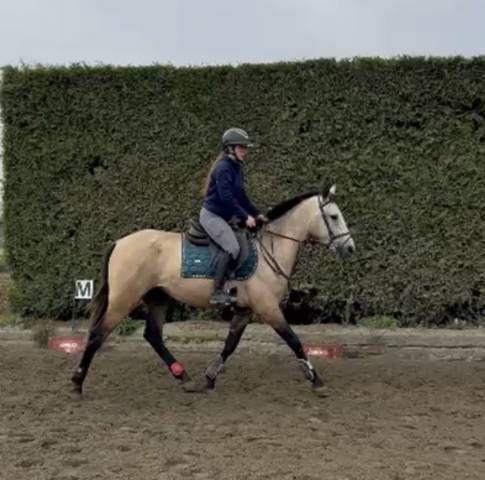 Caballo castrado PRE Pura Raza Espa&ntilde;ola En venta 2023 Isabelo