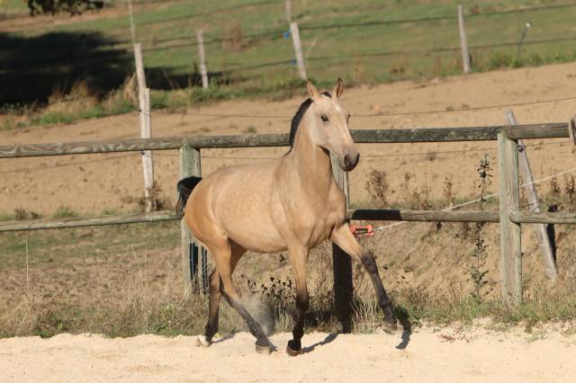 Potranca Lusitano En venta 2025 Isabelo por MAGISTRAL DE LA COMBE