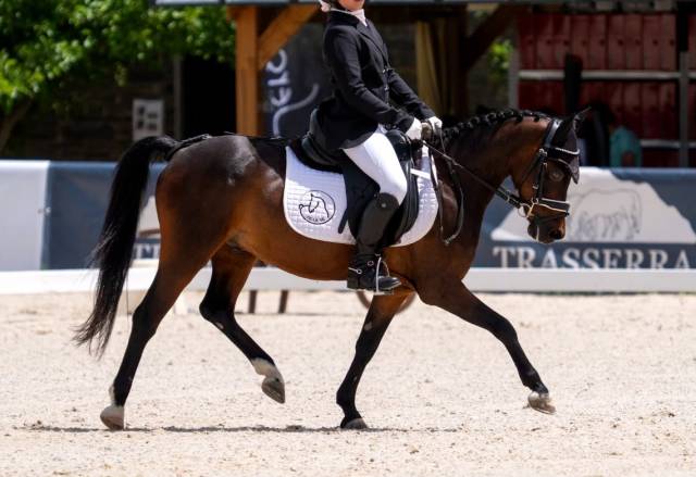 Poni b competici&oacute;n 