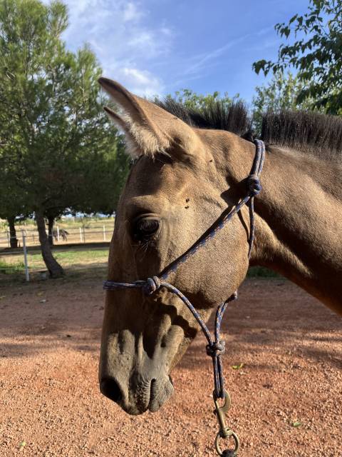 VENDO POTRO DE 8 MESES MUY MANDO Y ALGO DOMADO
