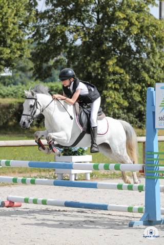 Yegua de ganader&iacute;a Welsh Poni (Secci&oacute;n B) En venta 2010 Tordo