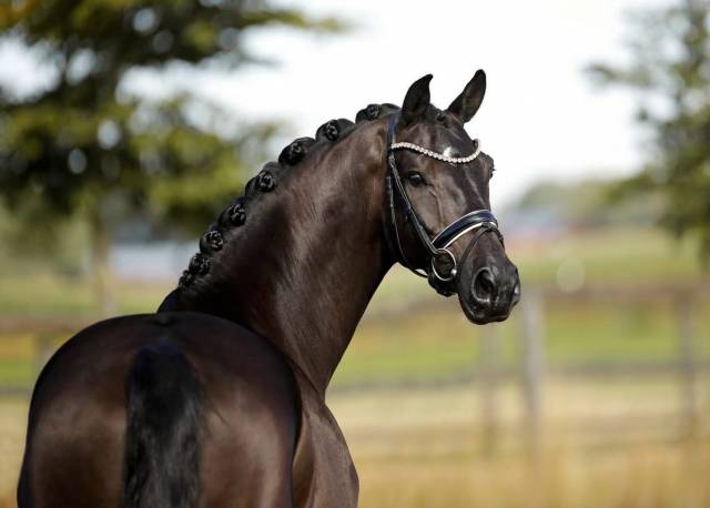 Caballo castrado KWPN Caballo de Deporte Neerland&eacute;s En venta 2020 Negro por GOVERNOR