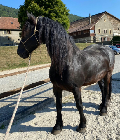 Caballo castrado Fris&oacute;n En venta 2014 Negro