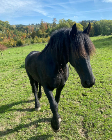 Caballo castrado Fris&oacute;n En venta 2011 Negro