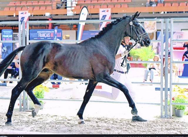 Caballo entero Oldenburgu&eacute;s En venta 2024 Negro por MAXIMUS HP DU WINKEL