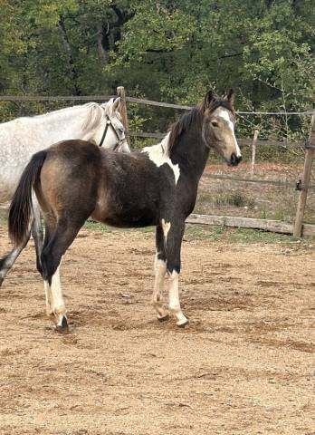 Yegua PFS Poni Fran&ccedil;&eacute;s de Silla En venta 2026 P&iacute;o
