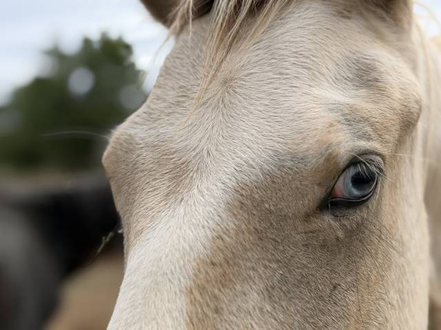 Caballo entero PFS Poni Fran&ccedil;&eacute;s de Silla En venta 2025 P&iacute;o