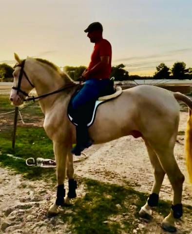 Espectacular Lusitano Cremello en Predoma &ndash; 1,65 m a la