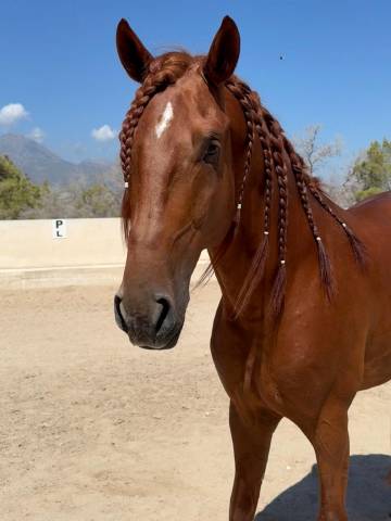 Lusitano 2021