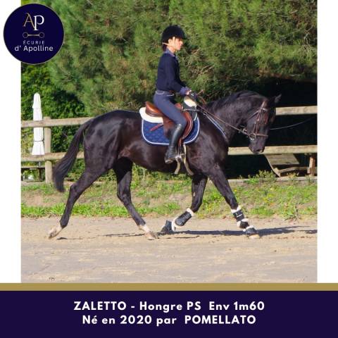 Caballo castrado Pura Sangre En venta 2020 Negro