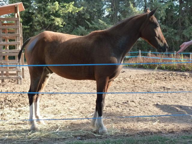 Caballo castrado Curly En venta 2009 Bayo por Aladin (1/2 Curly)