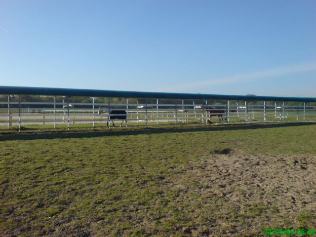 Caminador caballos Telehorse.com Nuevo