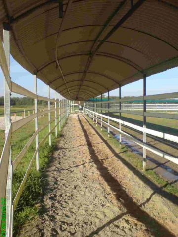 Caminador caballos Telehorse.com Nuevo