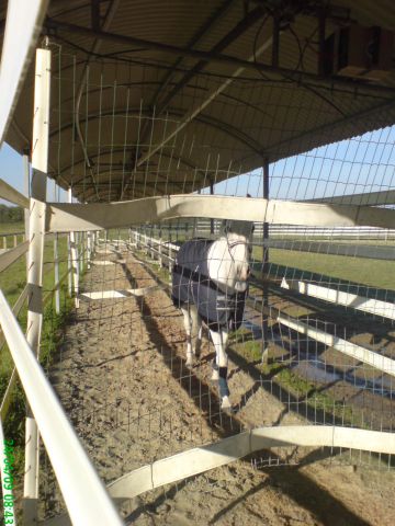 Caminador caballos Telehorse.com Nuevo