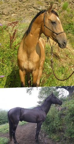 Tch&eacute;khov de Sauverzac  - Akhal Teke 2007