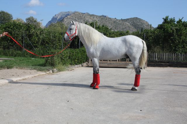 Talabartero - Andaluz 2007